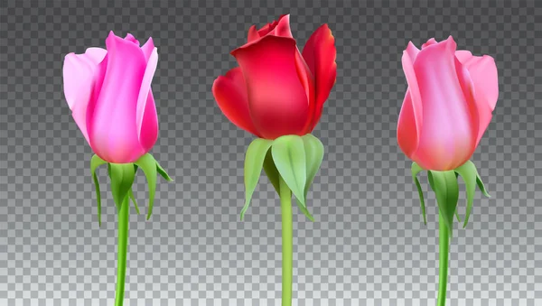 Rose realistiche Gemme con gambo e foglie. Primo piano, isolato su sfondo trasparente il bocciolo floreale della rosa. Il simbolo del romanticismo e dell'amore, un modello per un biglietto di auguri, illustrazione 3D — Vettoriale Stock