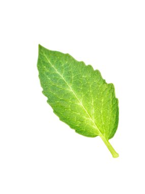 Yeşil yaprak salatalık. Beyaz arka plan üzerinde izole kesmek. Kolajlar ve tasarım kullanıma hazır. Makro, görünümü kadar yakın