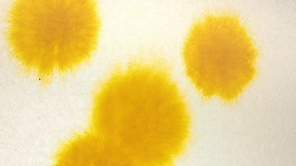 Σταγόνες από μελάνι σε υγρό χαρτί λευκό σαγρέ. Στάζει κίτρινης μελάνης γεμίζει ολόκληρη την οθόνη. Βιολογική κίνηση ροή μελανιού. Επέκταση πιτσιλίσματα από μελάνι — Αρχείο Βίντεο