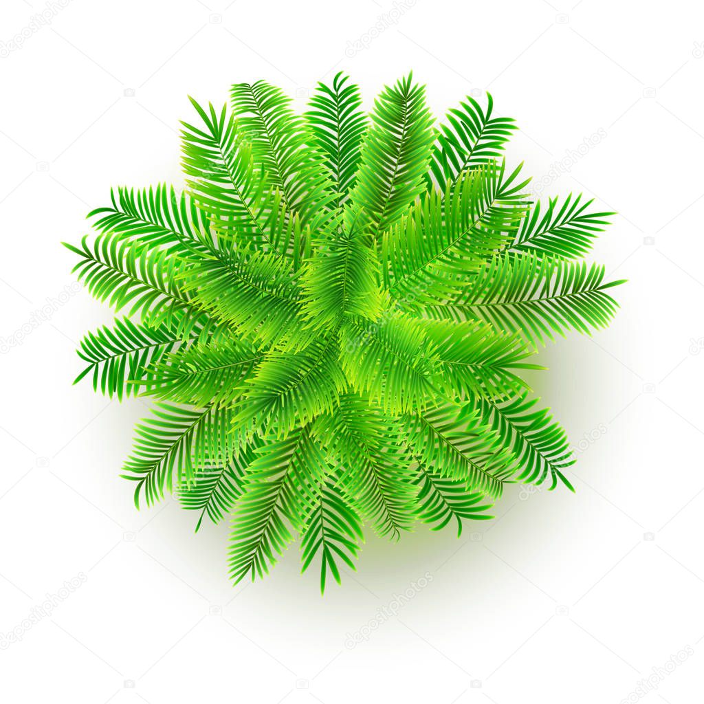 Download Green palm tree, vector 3D illustration isolated on white background. Top view on branches of ...