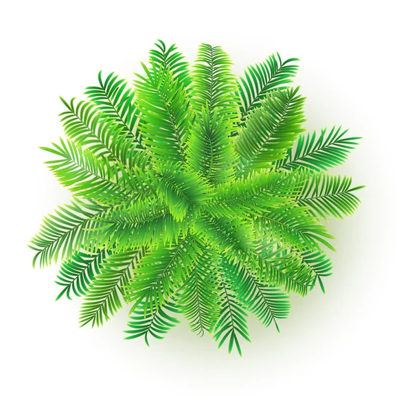 Palmera verde, ilustración vectorial 3D aislada sobre fondo blanco. Árbol exótico de la selva para su proyecto de diseño. Vista superior de las ramas de cocotero — Archivo Imágenes Vectoriales