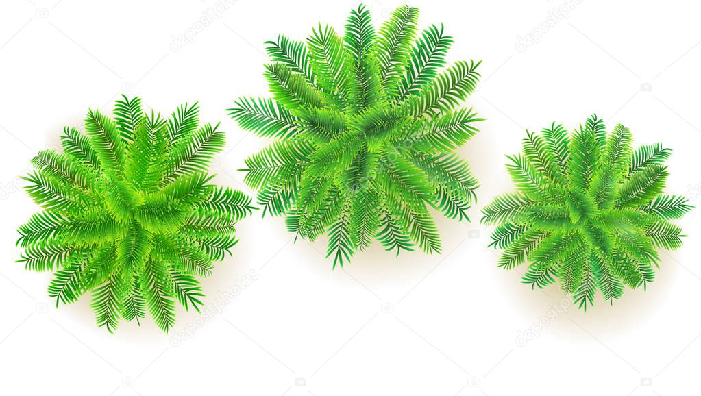 Set of green palm trees, vector 3D illustration isolated on white background. Top view on branches of coconut trees. Exotic jungle trees for your design project