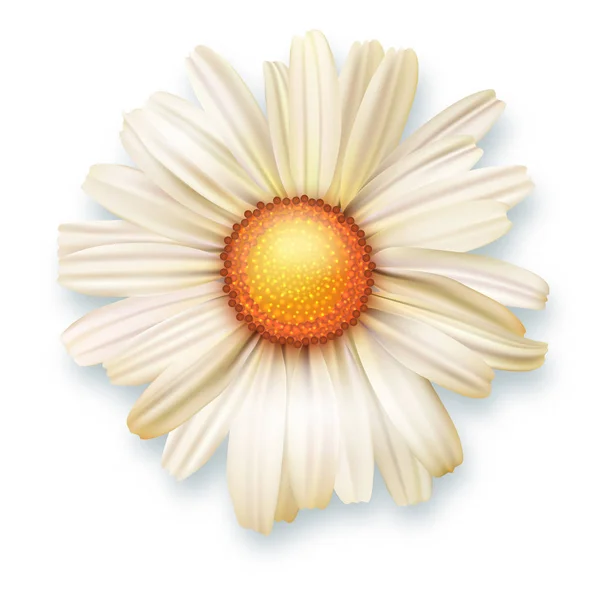 Weiße Chrysanthemenblüte, Draufsicht. Vektor 3D Illustration der offenen Blütenknospe Nahaufnahme isoliert auf weißem Hintergrund. — Stockvektor