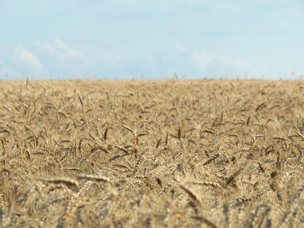 Fält med moget vete, långdistansutsikt. Molnig himmel ovanför vetefält, naturlandskap. Abstrakt bakgrund. Selektivt mjukt fokus. Dimmig badplats. — Stockfoto