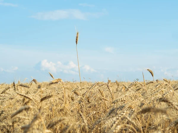 Gula mogna veteöron, närbild. Blå sommarhimmel täckt med vita moln. Naturlandskap. Abstrakt utomhus bakgrund. Selektivt mjukt fokus. suddig bakgrund. — Stockfoto