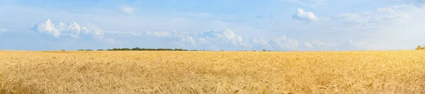 Panorama de campo de trigo maduro na hora de verão. Céu azul bonito com nuvens. Ângulo de visão amplo . — Fotografia de Stock