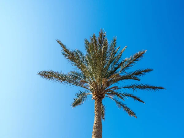 Açık mavi gökyüzünün arka planında tek palmiye ağacı, orta görünüm. Avuç içi, alttan yukarısı. Mısır şubatta, doğa arka planında. Seçici yumuşak odaklanma. Bulanık arkaplan. — Stok fotoğraf