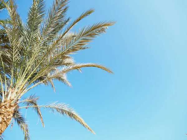 Açık mavi gökyüzünün arka planına karşı palmiye ağacı, yakın görüş. Mısır 'da çekilmiş. Seçici yumuşak odaklanma. Bulanık arkaplan. — Stok fotoğraf