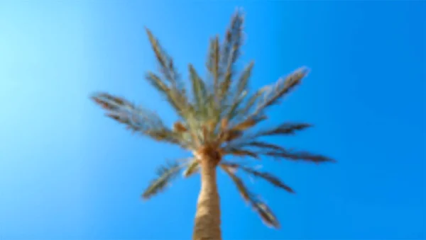 Пальмове дерево на фоні блакитного неба, вид знизу. Розмитий векторний фон. Дефокусоване тропічне дерево — стоковий вектор