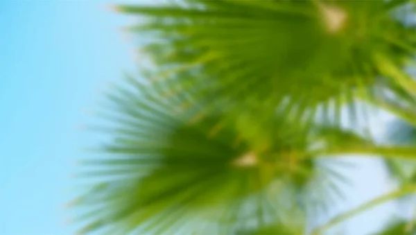 Palmboom op blauwe hemel achtergrond. Wazige vectorachtergrond. Gedempte palmbladeren van dichtbij, onderaanzicht — Stockvector