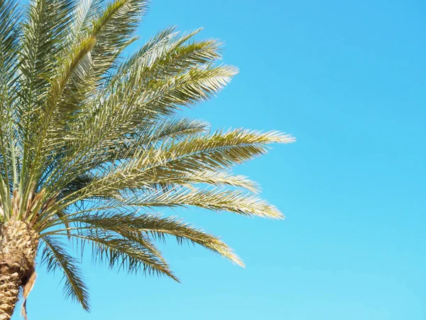 Açık mavi gökyüzünün arka planında yeşil palmiye dalları, yakın görüş. Mısır şubatta, doğa arka planında. Seçici yumuşak odaklanma. Bulanık arkaplan. — Stok fotoğraf