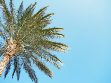 Açık mavi gökyüzünün arka planına karşı yeşil saman gövdesi, orta görüş. Mısır şubatta, doğa arka planında. Seçici yumuşak odaklanma. Bulanık arkaplan.