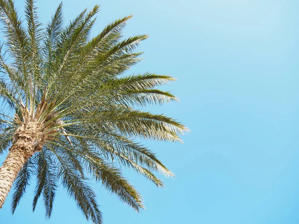 Açık mavi gökyüzünün arka planına karşı yeşil saman gövdesi, orta görüş. Mısır şubatta, doğa arka planında. Seçici yumuşak odaklanma. Bulanık arkaplan. — Stok fotoğraf