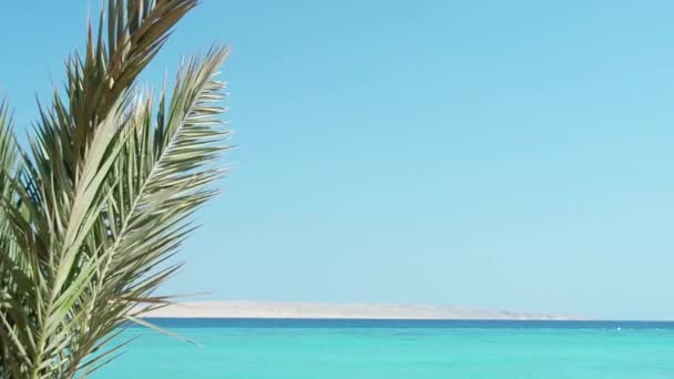 Grüner Reetdachpalmenzweig, der im Wind schwingt, extremer Weitschuss. Meereslandschaft des Roten Meeres unter klarem blauen Himmel. Fotografiert in Hurghada im Februar. Selektiver weicher Fokus. Unklarer Hintergrund. — Stockvideo