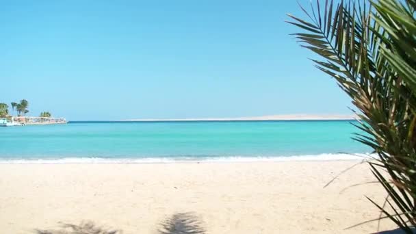 Ondas del Mar Rojo corriendo en la playa de arena, tiro ancho extremo. Rama de palmera verde balanceándose en el viento. Fotografiado en Hurghada en febrero. Enfoque suave selectivo. Fondo borroso . — Vídeo de stock