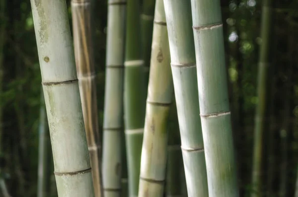 Patrón de bosque de bambú verde de cerca —  Fotos de Stock
