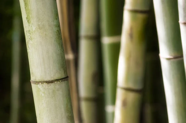Bosque de bambú verde primer plano patrón —  Fotos de Stock