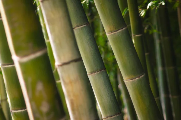 Bosque de bambú verde de cerca —  Fotos de Stock