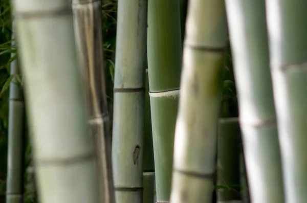 Patrón de jardín de bambú verde de cerca —  Fotos de Stock