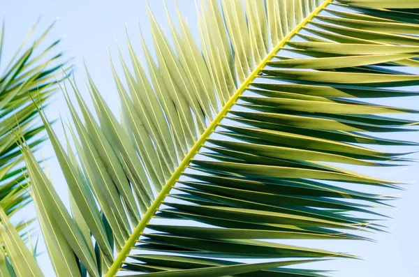 Fondo tropical palmera rama primer plano —  Fotos de Stock
