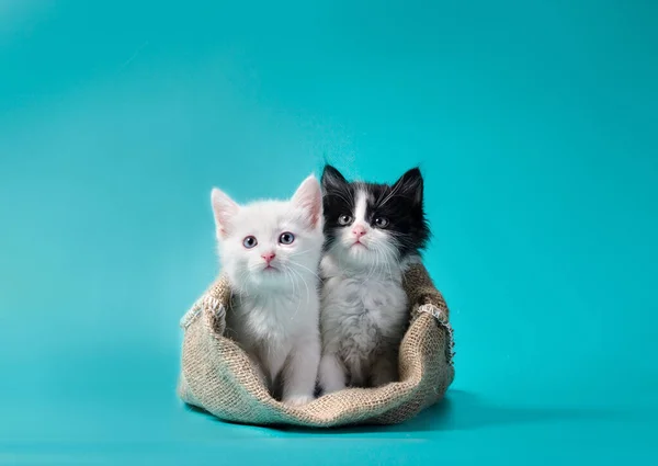 Deux chatons dans un sac turquoise fond — Photo