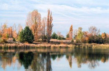 riverbank of trees with trees in Chernobyl