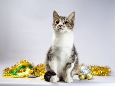 Noel süslemeleri ve maskeli tekir kedi yavrusu