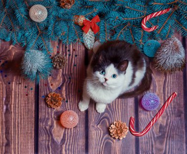 Yeni yıl dairesi, Noel süsleri ve mavi köknar dallarıyla ahşap bir zeminde gri ve beyaz kedi yavrusu yatıyordu.