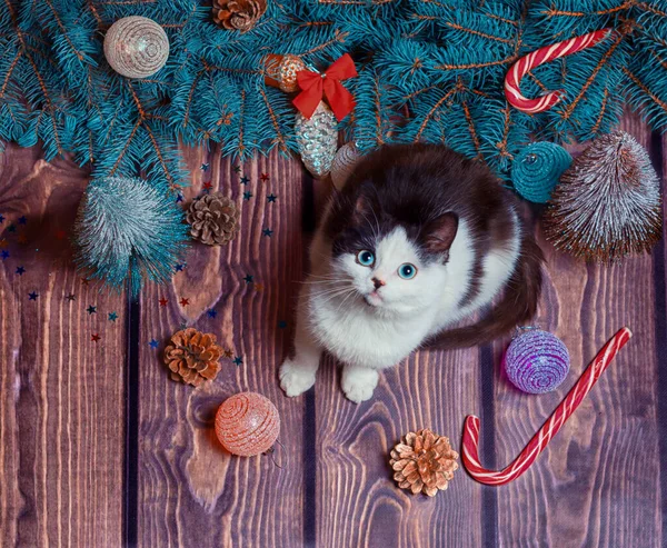 Yeni yıl dairesi, Noel süsleri ve mavi köknar dallarıyla ahşap bir zeminde gri ve beyaz kedi yavrusu yatıyordu.
