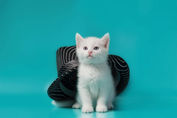 Gattino bianco soffice sotto un cappello estivo a strisce nere su un turquo — Foto Stock