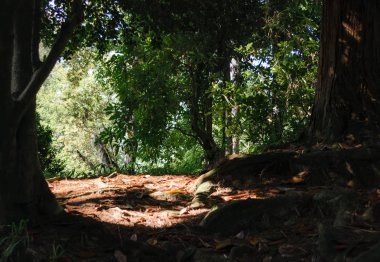 Arka plandaki orman gölgede yeşil ağaçlar