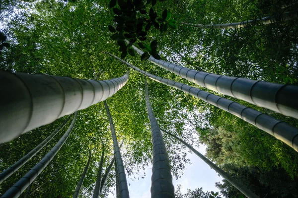Bosque con bambú alto y hojas verdes —  Fotos de Stock