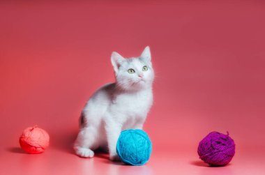 Pembe arka planda çok renkli yün iplik topları olan kedi yavrusu.
