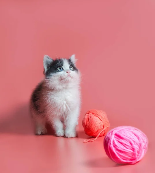 Chaton avec des boules multicolores de fils de laine sur un fond rose — Photo