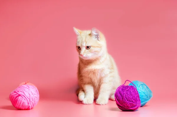 Chaton avec des boules multicolores de fils de laine sur un fond rose — Photo