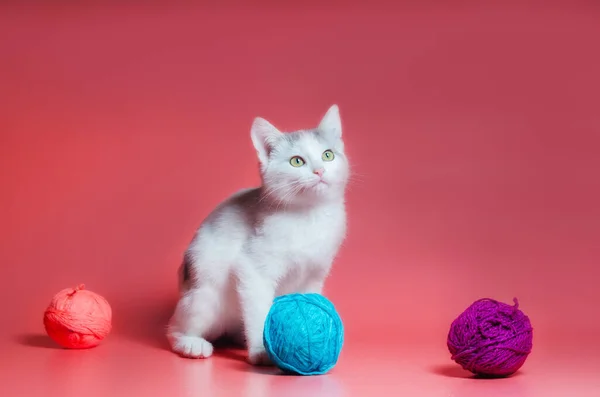 ピンクの背景に毛糸の多色のボールを持つ子猫 — ストック写真