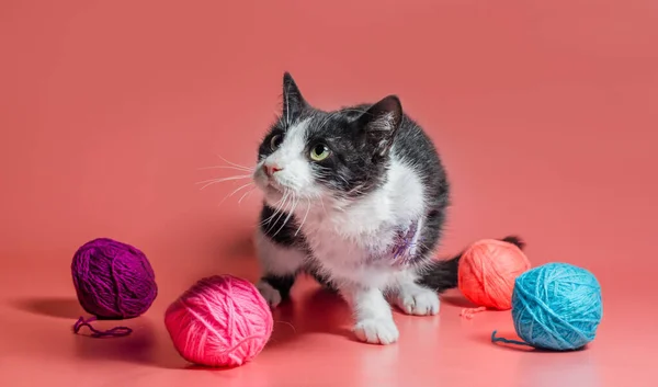 Gatto disabile veterinario con zampa anteriore amputata tra palline di filo di lana su fondo rosa — Foto Stock