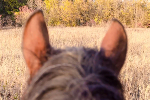 Вуха і голова коня на фоні пейзажу — стокове фото