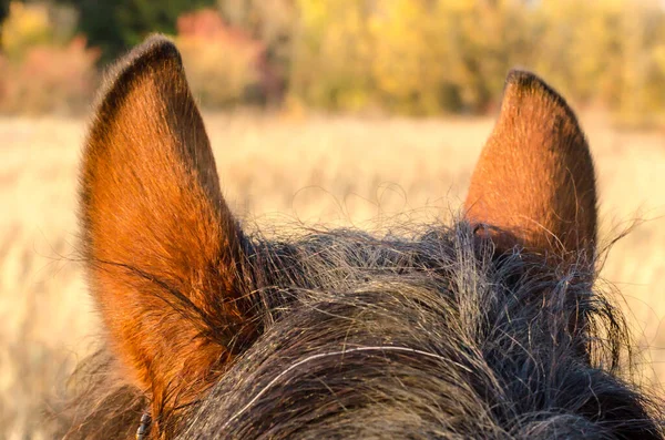 Вуха і голова коня на фоні пейзажу — стокове фото