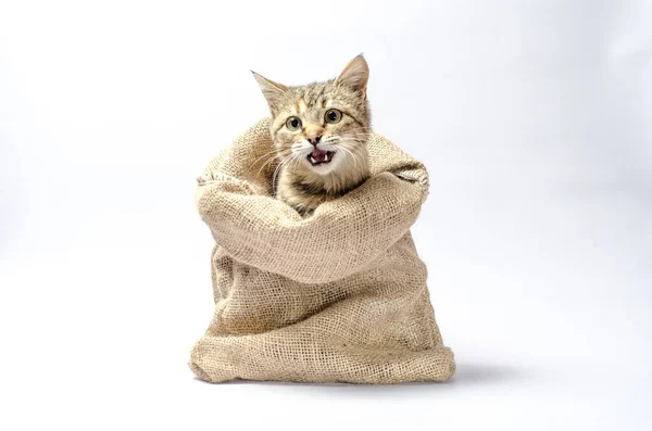 Chaton tabby avec les yeux verts dans un sac sur fond blanc — Photo