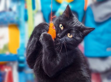 siyah sarı gözlü kedi turuncu oyuncak fareyle oynuyor.