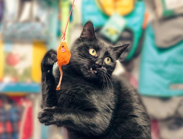 Negro de ojos amarillos gato juega con un naranja juguete ratón —  Fotos de Stock