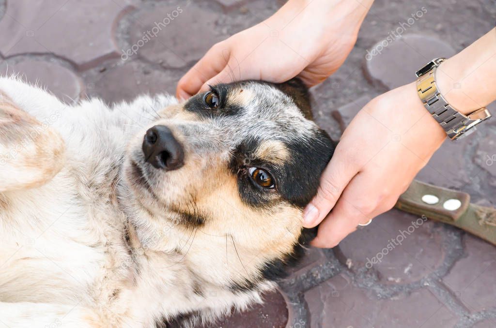 pet care head of a mongrel dog in female hands