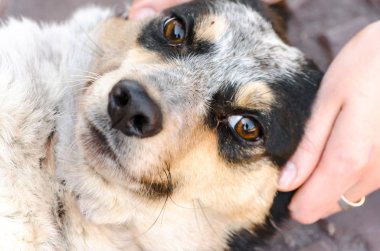 Bir köpeğin evcil hayvan bakımı başı dişi ellerde.