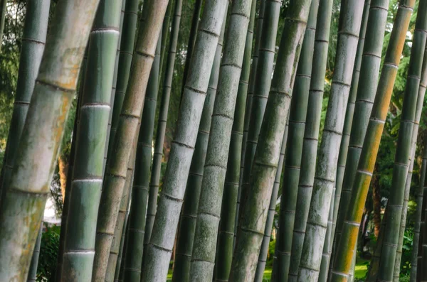 Patrón fondo verde bosque de bambú en un parque en Georgia —  Fotos de Stock