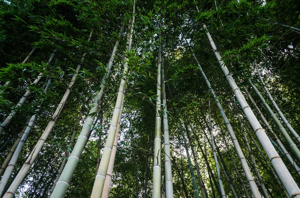 Vista inferior en bosque de bambú alto en Georgia —  Fotos de Stock