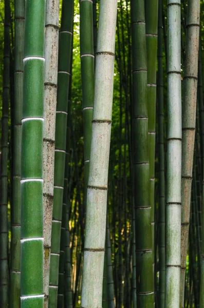 Patrón fondo verde bosque de bambú en un parque en Georgia —  Fotos de Stock