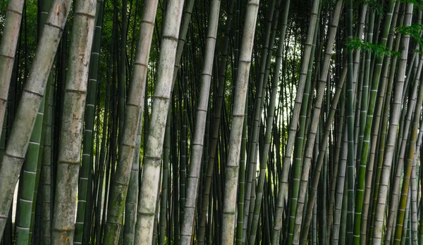 Patrón fondo verde bosque de bambú en un parque en Georgia —  Fotos de Stock
