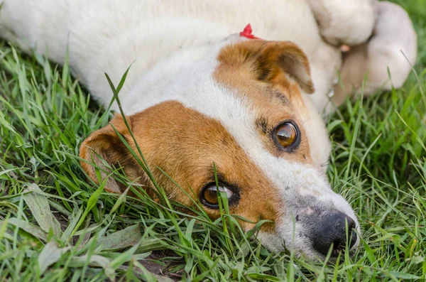 Cane di razza bianco-rosso sdraiato nell'erba verde — Foto Stock