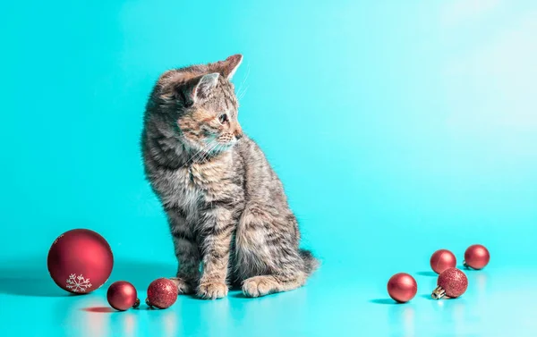 明るい背景の小さなグレーの子猫とクリスマスボールが — ストック写真